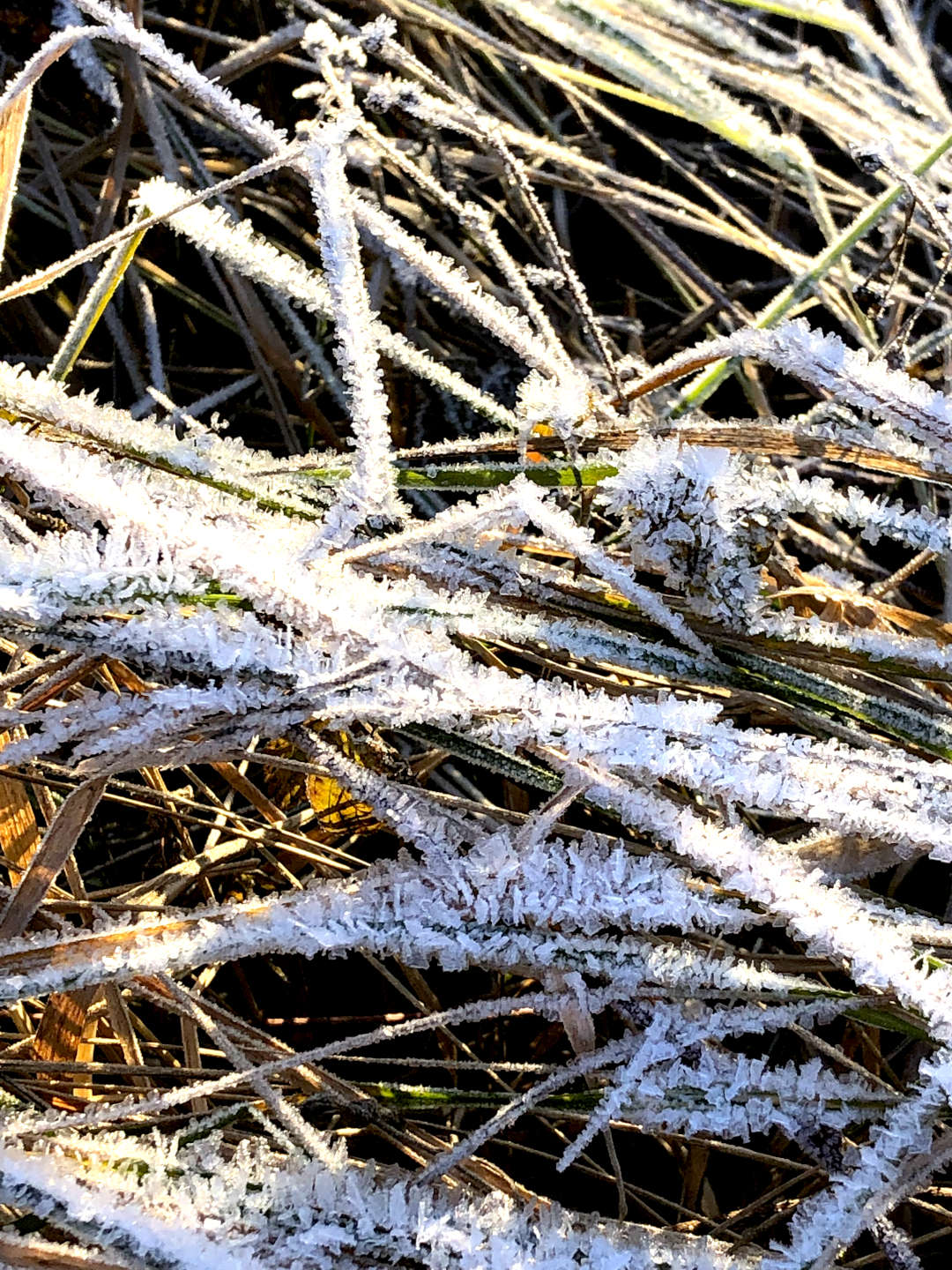 Eisfrost auf Gräsern im Görlitzer Park