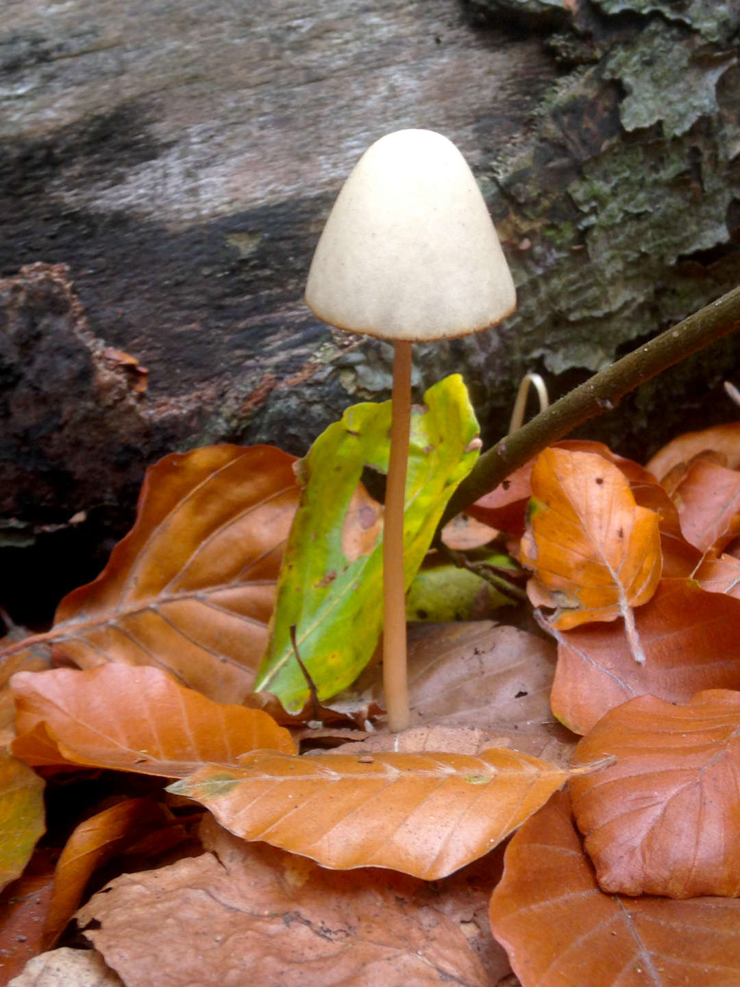 Ein einzelner Pilz mit weißem Schirm wächst zwischen braunem Herbstlaub.